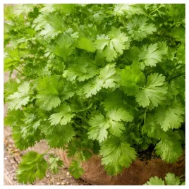 kolendra-siewna-aromatyczna-przyprawa-nasiona-ziol-ziola