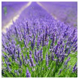 lawenda-lekarska-mrozoodporna-pachnaca-odstraszajaca-mole-nasiona