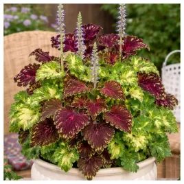 koleus-rokoko-pokrzywka-mieszanka-kolorow-nasiona-rosliny-ozdobne