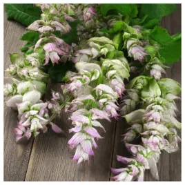 szalwia-muszkatolowa-piekna-roslina-ozdobna-przyprawa-nasiona