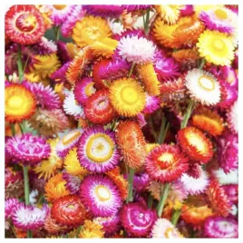 kocanka-niesmiertelnik-na-suche-bukiety-nasiona-rosliny-ozdobne