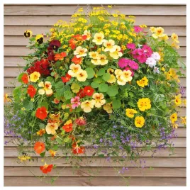kwiaty-pnace-mieszanka-roznych-gatunkow-kolorow-nasiona-rosliny-ozdobne
