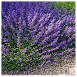 kocimietka-odstrasza-komary-nasiona-kwiatow-ziol-rosliny-ozdobne