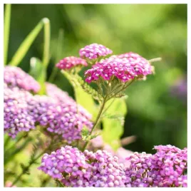 krwawnik-pospolity-wieloletni-mieszanka-kolorow-nasiona-kwiatow