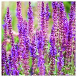 szalwia-omszona-wieloletnia-mieszanka-nasiona-kwiatow-roslin-ozdobnych