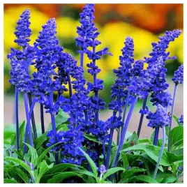 szalwia-omaczona-niebieskie-klosy-nasiona-kwiatow-roslin-ozdobnych