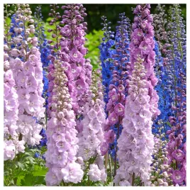 ostrozka-ogrodowa-mieszanka-nasiona-kwiatow-roslin-ozdobnych