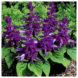 szalwia-blyszczaca-fioletowa-nasiona-kwiatow-roslin-ozdobnych
