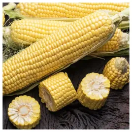 kukurydza-cukrowa-ramondia-f1-slodka-plenna-nasiona-warzyw