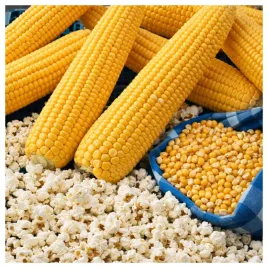 kukurydza-jantar-pekajaca-idealna-na-popcorn-nasiona-warzyw