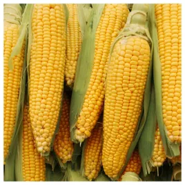 kukurydza-cukrowa-golden-bantam-slodka-nasiona-warzyw