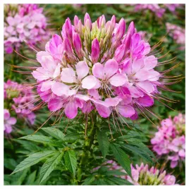 kleoma-ciernista-mieszanka-roza-chinska-nasiona-wysokiej-jakosci-nasiona