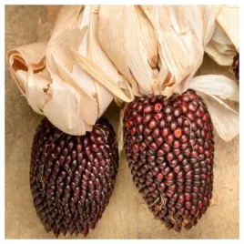 kukurydza-ozdobna-czerwona-truskawkowa-na-suche-bukiety-nasiona-kwiatow