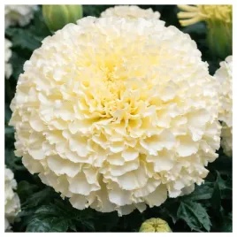 aksamitka-kremowobiala-okazale-kwiaty-nasiona-rosliny-ozdobne