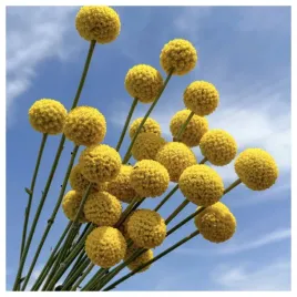 kraspedia-zolta-na-suche-bukiety-do-kompozycji-nasiona-kwiatow