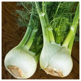 koper-wloski-fenkul-doux-de-florence-aromatyczny-lekko-strawny-nasiona