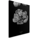 obraz-na-plotnie-piwonia-bandw-40x60