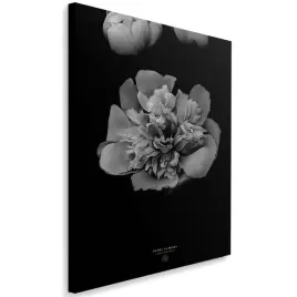 obraz-na-plotnie-piwonia-bandw-40x60