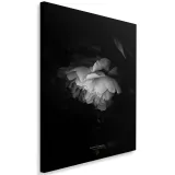 obraz-na-plotnie-czarno-biala-piwonia-40x60