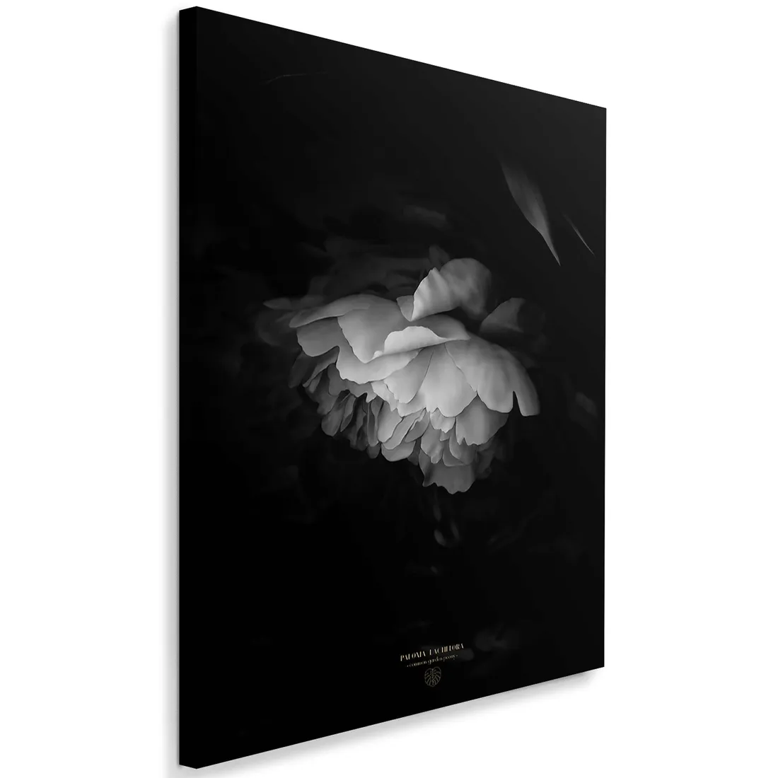obraz-na-plotnie-czarno-biala-piwonia-40x60