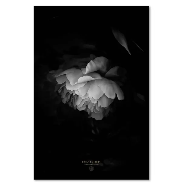obraz-na-plotnie-czarno-biala-piwonia-40x60-sposob-wykonania-druk-cyfrowy