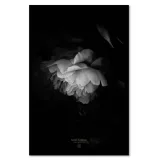 obraz-na-plotnie-czarno-biala-piwonia-40x60-sposob-wykonania-druk-cyfrowy