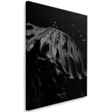 obraz-na-plotnie-monstera-bandw-40x60