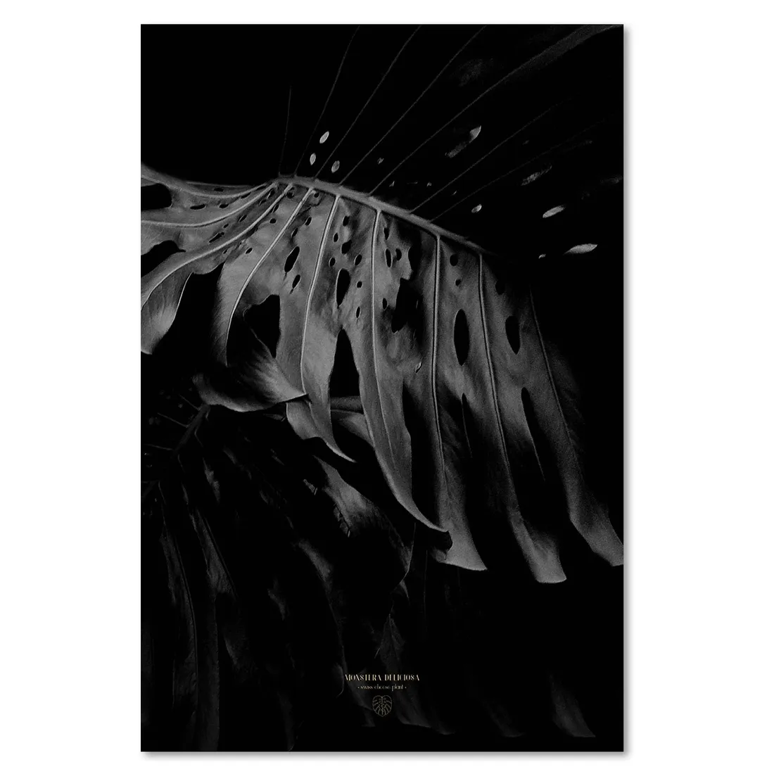 obraz-na-plotnie-monstera-bandw-40x60
