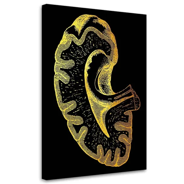 obraz-plotno-artystyczne-ujecie-anatomii-40x60