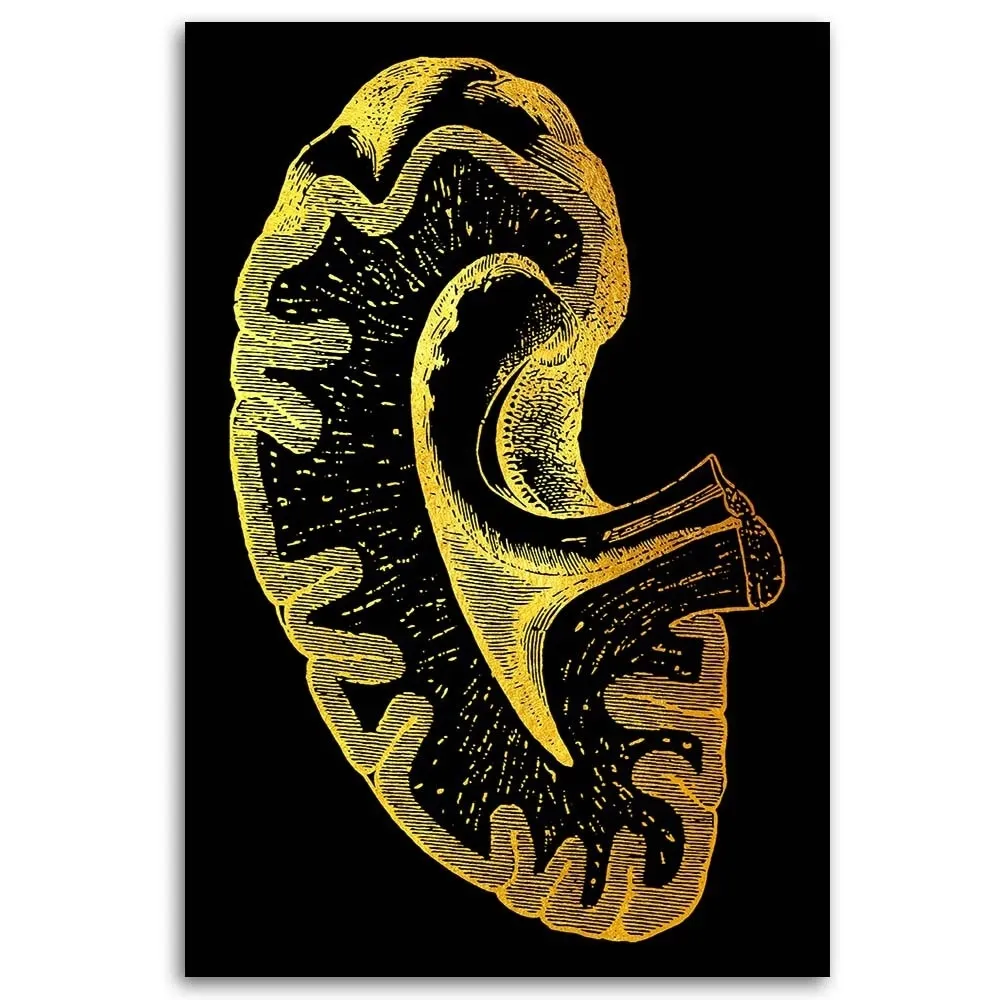 obraz-plotno-artystyczne-ujecie-anatomii-40x60