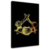 obraz-na-plotnie-anatomia-czlowieka-40x60