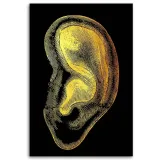 obraz-na-plotnie-anatomia-ucho-40x60-sposob-wykonania-druk-cyfrowy