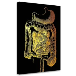 obraz-na-plotnie-zlota-wizja-anatomii-40x60