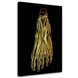 obraz-na-plotnie-anatomia-stopa-40x60
