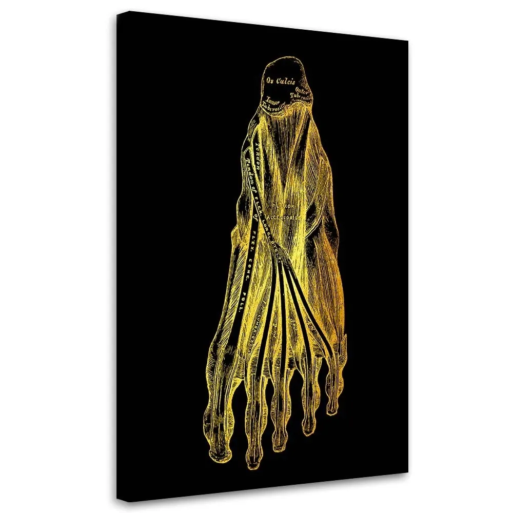 obraz-na-plotnie-anatomia-stopa-40x60