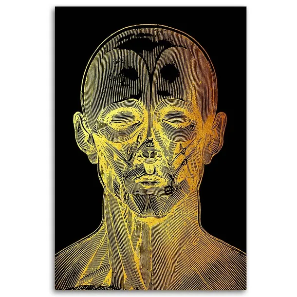 obraz-na-plotnie-anatomia-twarzy-40x60-sposob-wykonania-druk-cyfrowy