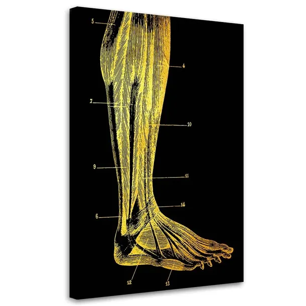 obraz-na-plotnie-anatomia-noga-40x60