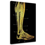obraz-na-plotnie-anatomia-noga-40x60