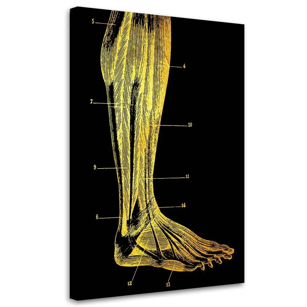 obraz-na-plotnie-anatomia-noga-40x60