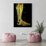 obraz-na-plotnie-anatomia-noga-40x60-stan-nowy