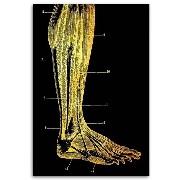 obraz-na-plotnie-anatomia-noga-40x60-sposob-wykonania-druk-cyfrowy