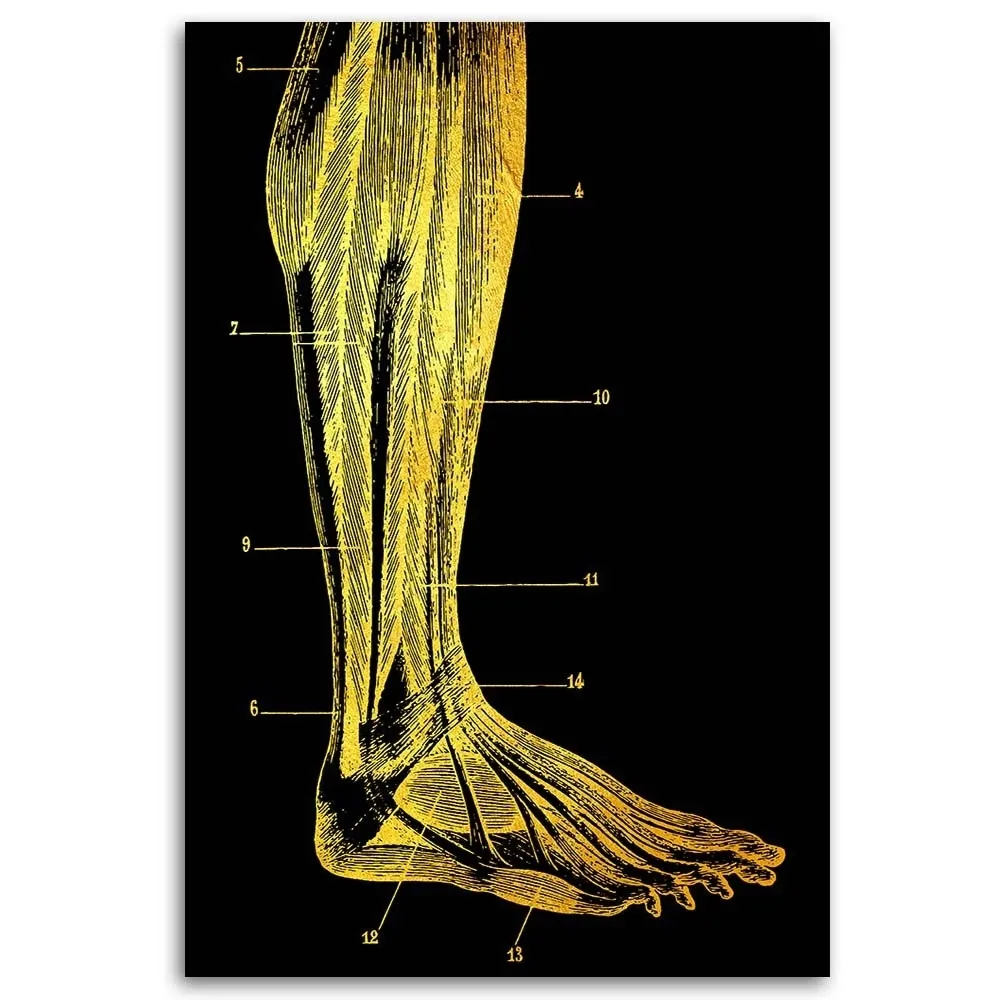 obraz-na-plotnie-anatomia-noga-40x60