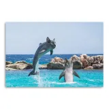 obraz-plotno-canvas-koty-delfiny-woda-morze-120x80-format-poziomy
