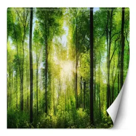 fototapeta-slonce-przeswitujace-przez-korony-drzew-300x300