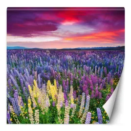 fototapeta-wrzosy-kwiaty-na-lace-200x200