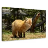 obraz-na-plotnie-canvas-kot-lis-laka-120x80