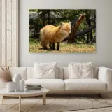 obraz-na-plotnie-canvas-kot-lis-laka-120x80-stan-nowy