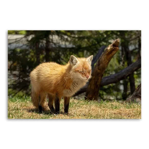 obraz-na-plotnie-canvas-kot-lis-laka-120x80-format-poziomy