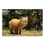 obraz-na-plotnie-canvas-kot-lis-laka-120x80-format-poziomy
