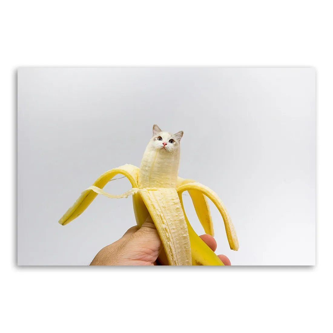 obraz-na-plotnie-canvas-banan-kot-owoc-120x80
